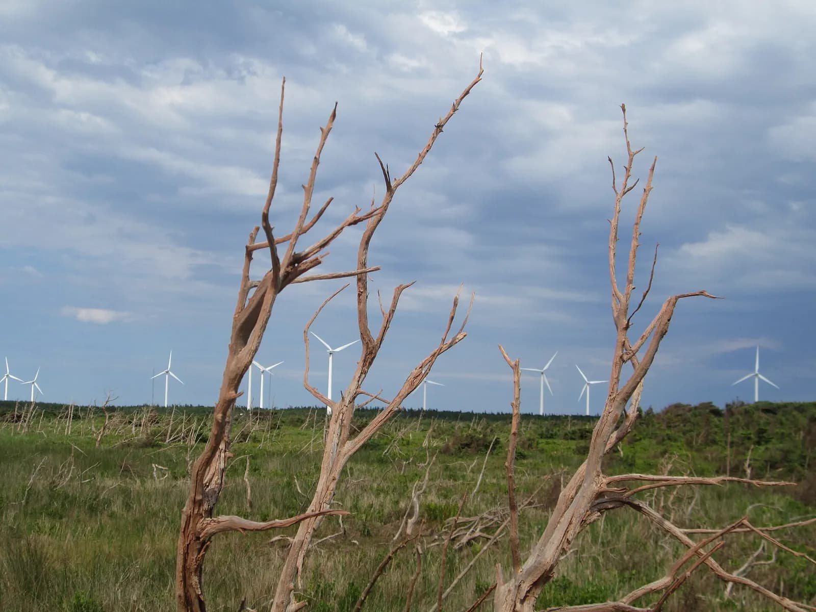 Wind turbines at North Cape, PEI, on the horizon beyond grassland and weathered dead trees